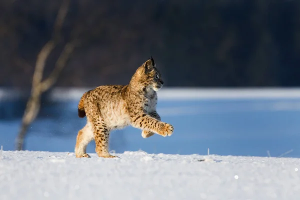 Lynx Salto Lince Joven Eurasiático Lince Lince Corriendo Prado Nevado — Foto de Stock