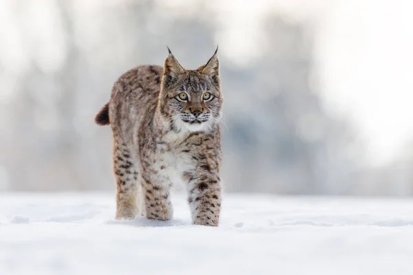 Lynx Invierno Joven Lince Eurasiático Lince Lince Camina Sobre Prado — Foto de Stock