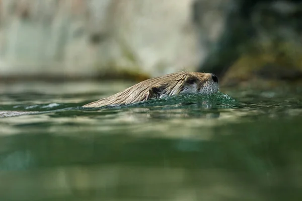 Nutria Río Norteamericana Canadensis Lontra Nadando Con Cabeza Saliendo Del — Foto de Stock