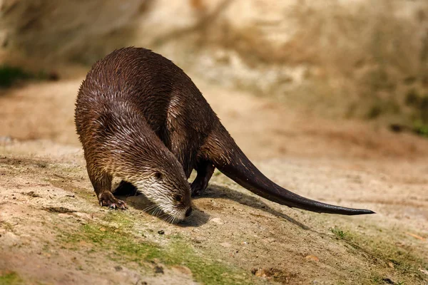 Nutria Río Norteamericana Lontra Canadensis Huele Presa Orilla Del Río — Foto de Stock