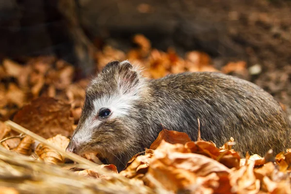 Closeup of long-nosed potoroo, Potorous tridactylus, sniffs about food in dry orange leaves. Small marsupial in forest habitat. Animal from rat-kangaroo family. Wildlife from Australian nature.