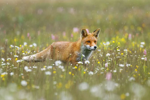 Vos Bloemen Rode Vos Vulpes Vulpes Snuift Prooi Kleurrijke Bloeiende — Stockfoto