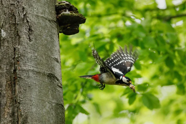 Specht Flug Der Buntspecht Dendrocopos Major Hebt Nach Der Fütterung — Stockfoto