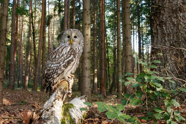 森の中のフクロウ ウラルフクロウ Strix Uralensisは腐った白樺の幹に熟しています 自然の生息地で美しい灰色のフクロウ 秋の自然からの野生動物のシーン 獲物の大きな夜行性の鳥 — ストック写真