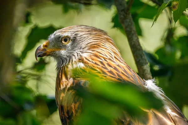 Portrait of red kite, Milvus milvus, perched on branch covered by green leaves. Endangered bird of prey with red feather. Cute bird with beautiful eyes. Wildlife scene. Habitat Europe, Africa.