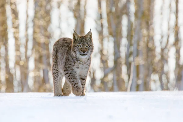 Lince Cachorro Invierno Lince Eurasiático Lince Lince Camina Bosque Abedules — Foto de Stock