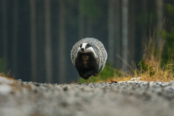Flying badger. European badger, Meles meles, running fast on forest path during snowfall. Hunting beast in winter forest. Beautiful black and white striped animal in nature. Habitat Europe, Asia.