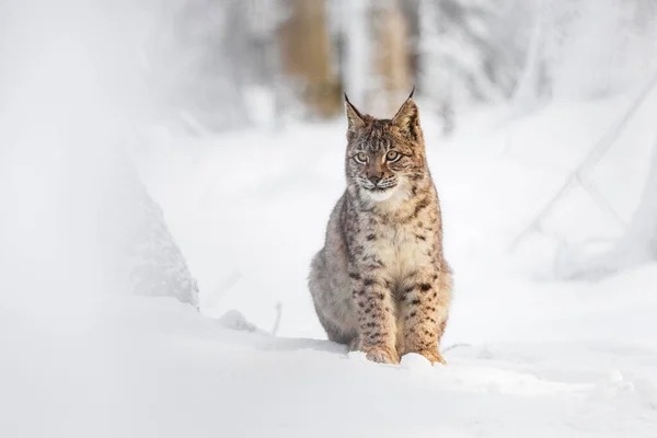 Lynx Invierno Joven Lince Eurasiático Lince Lince Encuentra Bosque Nevado — Foto de Stock