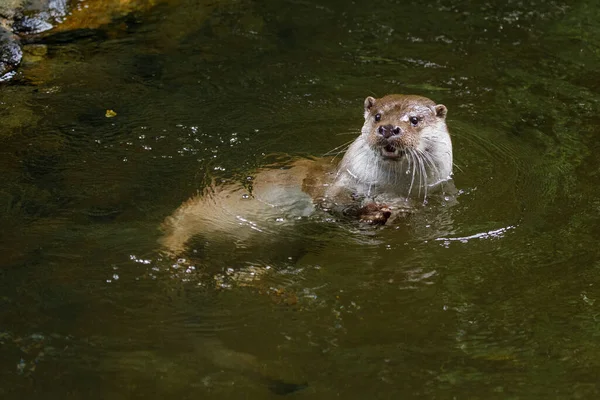 Loutre Rivière Européenne Lutra Lutra Baignade Chasse Eau Claire Endangered — Photo