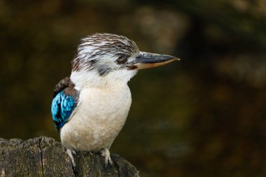 Hunting kingfisher. Blue-winged kookaburra, Dacelo leachii, perched on tree trunk, waiting for fish. Large bird with long beak and beautiful blue wings and tail. Habitat Australia, New Guinea.
