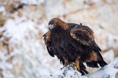 Kışın kartal. Karlı kayaların üzerine tünemiş tüylü altın kartal, Aquila chrysaetos. Soğuk rüzgarlı bir gün. Güzel kış doğasında keskin gagalı görkemli bir kuş. Dağlarda avlanan kartal.