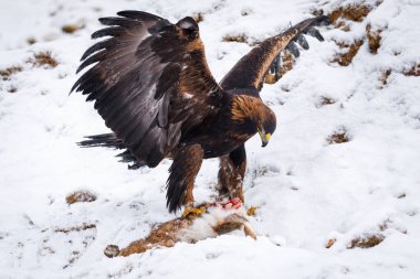 Avını yakalamış bir avcı. Altın kartal, Aquila chrysaetos, gözyaşları tavşanı öldürdü ve keskin pençeler gösteriyor. Karlı dağlarda kartal. Güzel vahşi doğada görkemli bir yırtıcı kuş. Kış vahşi yaşam sahnesi. Avrupa.