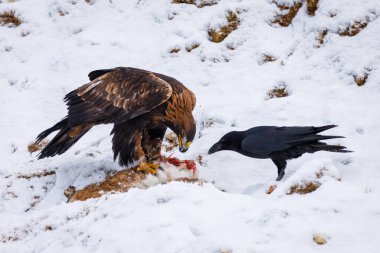 Avını yakalamış bir avcı. Altın kartal, Aquila chrysaetos, gözyaşları tavşanı öldürdü. Raven, Corvus Corax, kartalın avını çalmaya çalışıyor. Karlı dağlardaki kuşlar. Vahşi doğa. Aç yırtıcılar. Kış yaban hayatı.