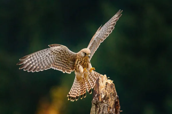 Kestrel Europeu Falco Tinnunculus Aterrissando Velho Tronco Podre Fêmea Ave — Fotografia de Stock