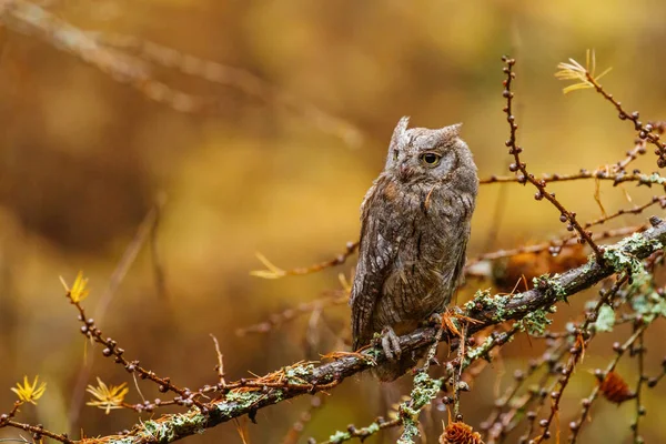Owl Autumn Scops Owl Otus Scops Perched European Larch Branch — Stock Photo, Image
