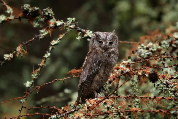 Owl Autumn Scops Owl Otus Scops Perched European Larch Branch — Stock Photo, Image