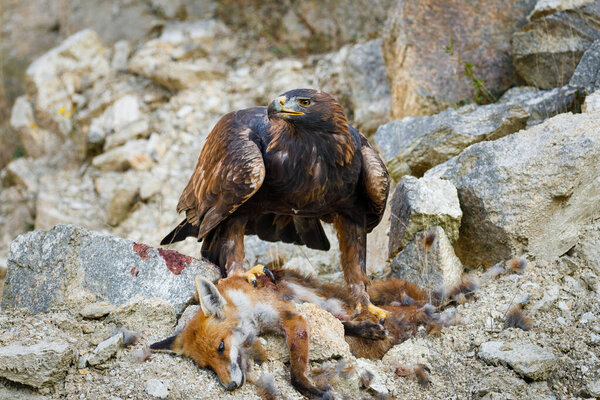 Eagle with caught fox. Golden eagle, Aquila chrysaetos, perched on rocks and tears killed red fox. Majestic hunter with prey in wild nature. Wildlife scene. Habitat Europe, Asia, North America.