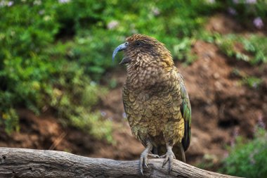 Kea, Nestor notabilis, dalın üzerine tünemiş, açık kavisli gagalı ve cırtlak. Güzel zeytin yeşili papağan, alp kuşu. En zeki ve meraklı papağanlardan biri. Yaşam Alanı Yeni Zelanda.