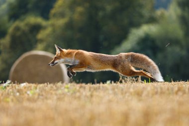 Tilki atlayışı Kızıl tilki, Vulpes vulpes, sakallı tarla faresi avı. Tilki mısır hasadından sonra tarlada koşuyor. Uzun tüylü kuyruklu güzel turuncu kürklü hayvan. Vahşi yaşam, yaz doğası. Yaşam alanındaki canavar..