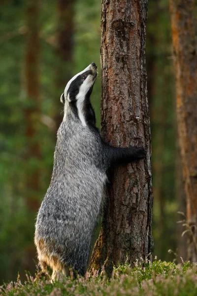 Badgerovo Objetí Evropský Jezevec Meles Meles Stojí Zadních Nohách Očichává — Stock fotografie