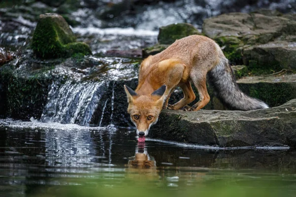 Raposa Sedenta Raposa Vermelha Vulpes Vulpes Bebe Água Fresca Riacho — Fotografia de Stock