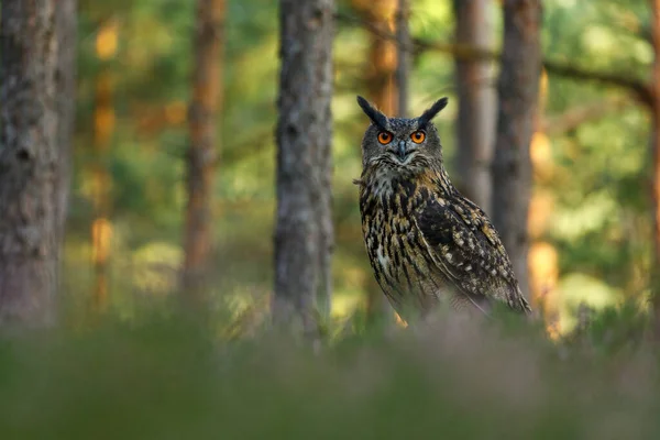 Bagoly Napkeltekor Eurázsiai Sas Bagoly Bubo Bubo Lápban Ült Színes — Stock Fotó