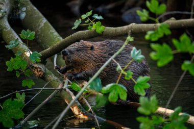 Hungry beaver. Wild European beaver, Castor fiber, sitting on felled tree in water and gnawing bark from branches. Brown furry animal with long flat tail. Largest European rodent in nature habitat.