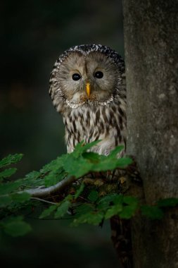 Ural baykuş, Strix uralensis, kayın ormanında. Baykuş dala tünedi ve ağaç gövdesinin arkasından dışarı baktı. Doğada güzel gri baykuş var. Vahşi yaşam doğası. Yırtıcı kuş yeşil yapraklara gizlenmiş..