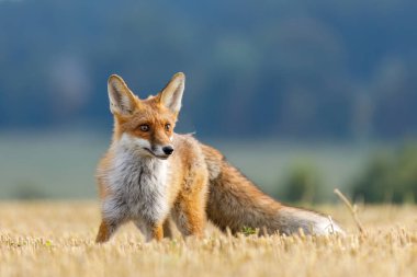 Aç tilki. Kızıl tilki, Vulpes vulpes, sakallı tarla faresi avı. Tilki mısır hasadından sonra tarlayı kokluyor. Uzun tüylü kuyruklu güzel turuncu kürklü hayvan. Vahşi yaşam, yaz doğası. Yaşam alanındaki canavar.