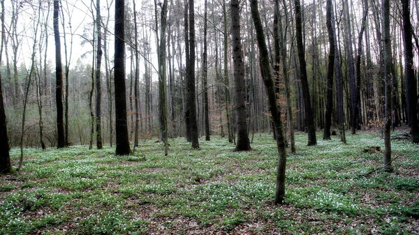 Floresta Pinheiros Primavera Com Troncos Árvores Finas Retas Folhas Jovens — Fotografia de Stock