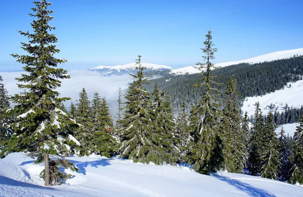 Schneebedeckte Fichten Den Karpaten — Stockfoto