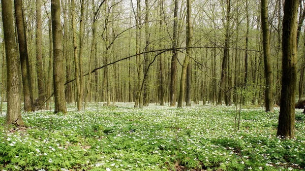 Florescendo Fabulosa Floresta Primavera Ucrânia — Fotografia de Stock