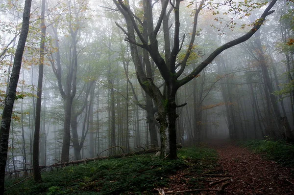 Outono Místico Nebuloso Floresta Cárpatos Nas Encostas Pikuy Pico Ucrânia — Fotografia de Stock