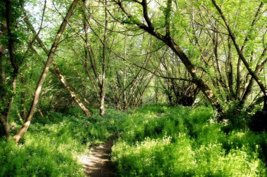 Bahar ormanında yürüyüş izleri. Yürüyüş parkuru. Ormanda bisiklet sürmek için patika. Bahar ormanının sık çalılıkları