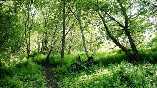 Trilha Caminhada Bicicleta Trilha Floresta Primavera Trilha Para Andar Bicicleta — Fotografia de Stock