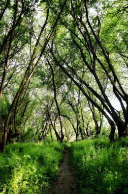 Bahar ormanında yürüyüş izleri. Yürüyüş parkuru. Ormanda bisiklet sürmek için patika. Bahar ormanının sık çalılıkları