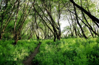 Bahar ormanında yürüyüş izleri. Yürüyüş parkuru. Ormanda bisiklet sürmek için patika. Bahar ormanının sık çalılıkları