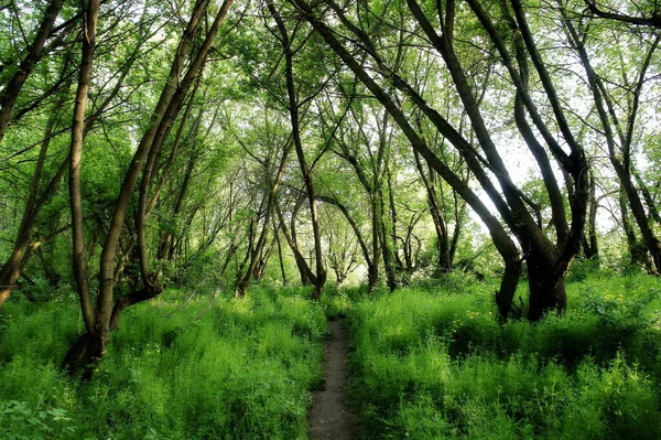 Trilha Caminhada Floresta Primavera Trilha Caminhada Trilha Para Andar Bicicleta — Fotografia de Stock