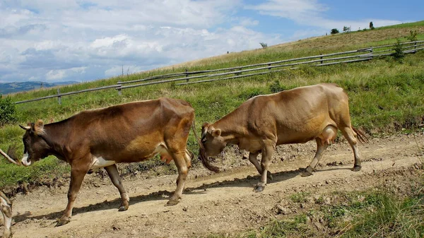 cows go on the road down in the Carpathians in Ukraine