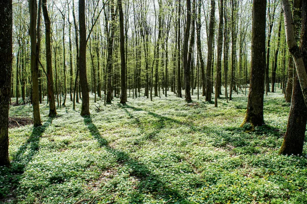 Floresta Primavera Incrível Fabuloso Florescendo Floresta Primavera Coberto Com Tapete — Fotografia de Stock