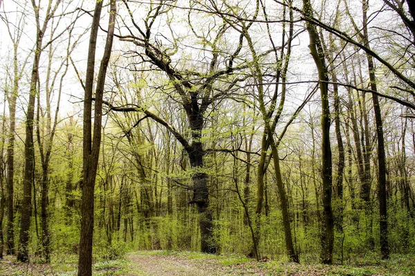 Voorjaarsbos Groen Fris Voorjaarsbos Met Bomen Met Jonge Groene Bladeren — Stockfoto