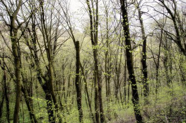bahar ormanı. Yeşil yeşil yapraklı yeşil yapraklı taze bahar ormanı. Bahar yeşillikleri ve tazelik