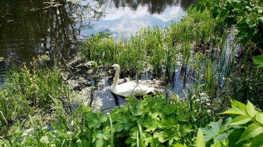 Anne kuğu ve küçük kuğu yavruları yazın vahşi bir gölde.