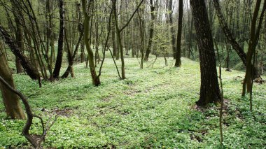 Bahar çiçekli orman ve yapraklı ağaçlar