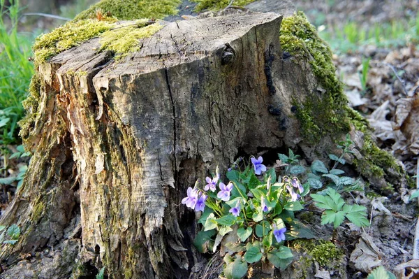 Старый Ветхий Пень Дерева Усыпанный Зеленым Мхом Фиолетовыми Лесными Цветами — стоковое фото