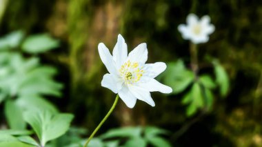 Yumuşak Bokeh Ormanı arka planında beyaz bahar şakayığı