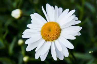Papatya çiçeği baharda koyu yeşil bokeh arkaplanı üzerine kapanır.