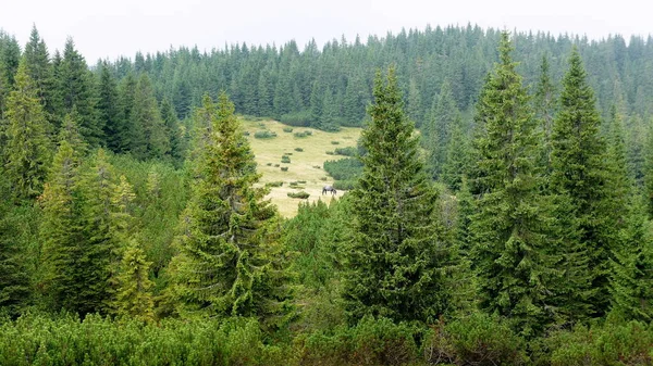 Des Pentes Montagneuses Couvertes Forêt Épinettes Cheval Sauvage Gris Solitaire — Photo