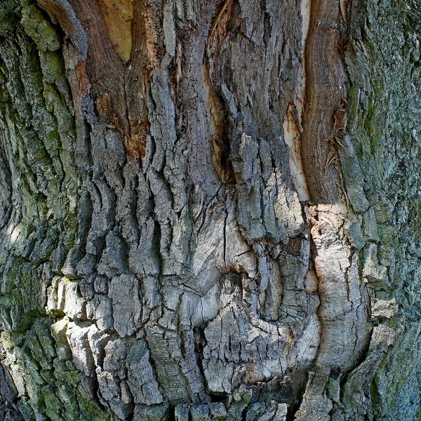 Pola Menggonggong Pohon Dari Pohon Oak Kuno — Stok Foto