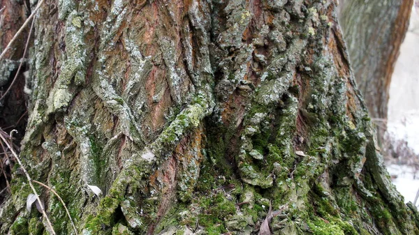 Padrões Latido Uma Árvore Com Líquen Verde — Fotografia de Stock